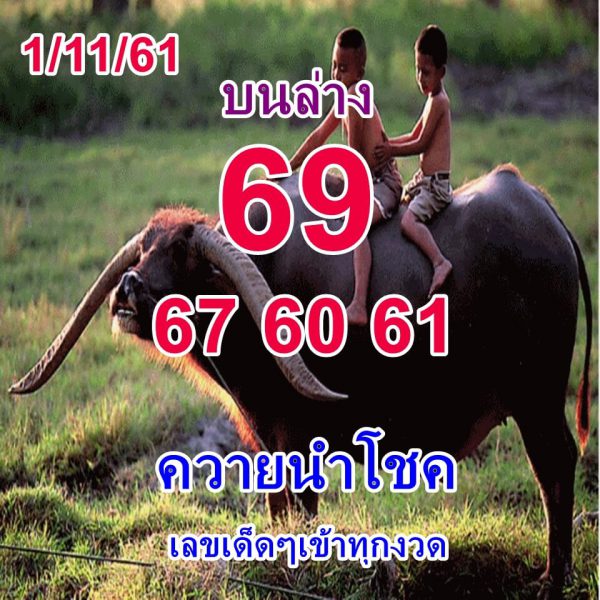 หวยควายนำโชค1/11/61