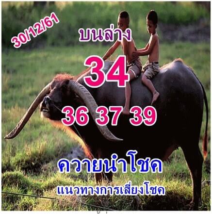 หวยควายนำโชค30/12/61