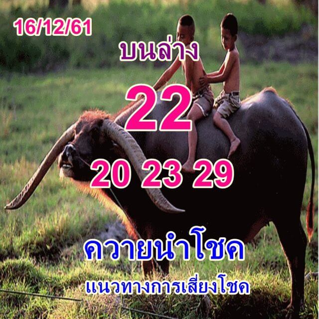 หวยควายนำโชค16/12/61