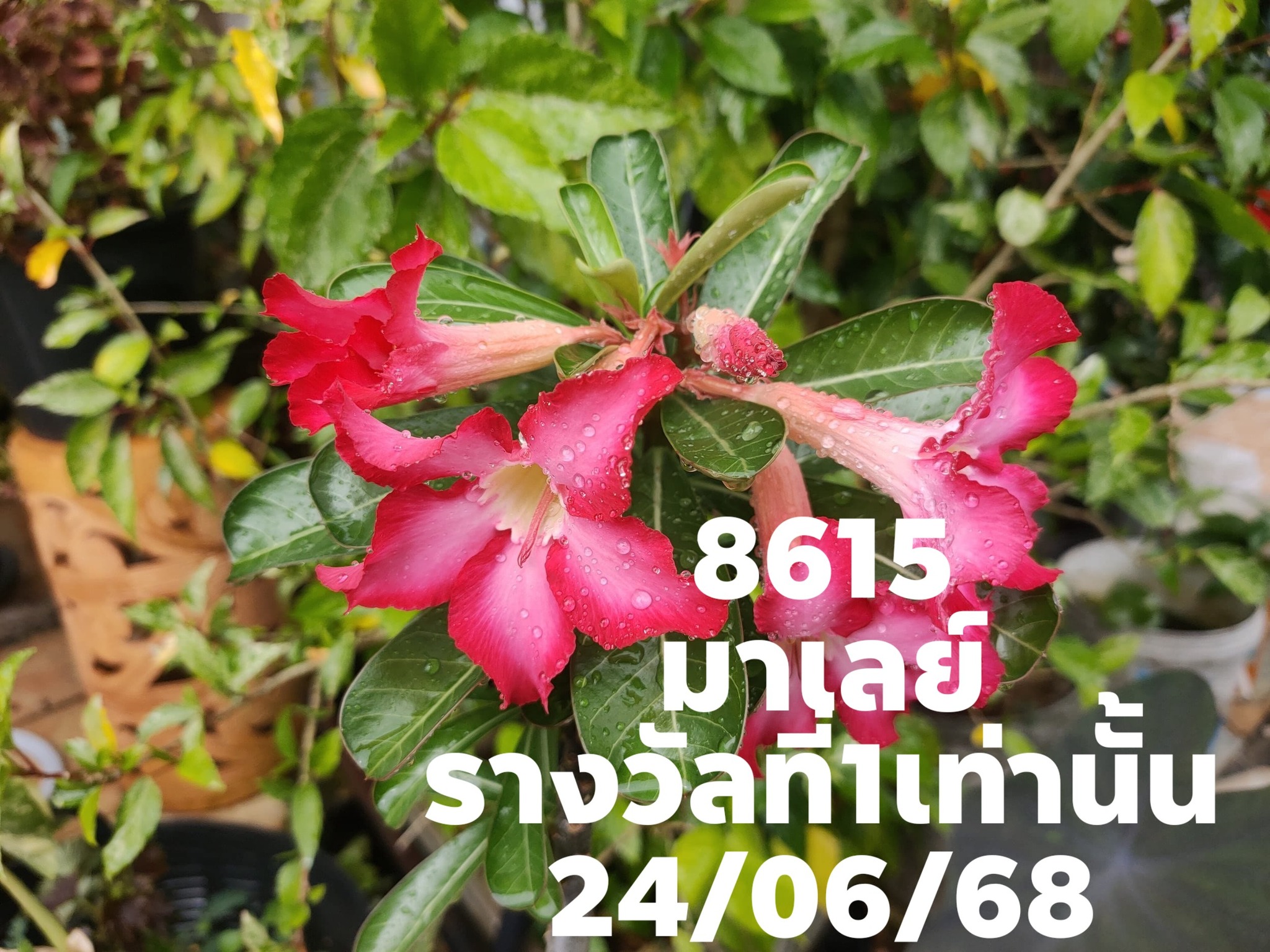 หวยมาเลย์ 24/5/68-3